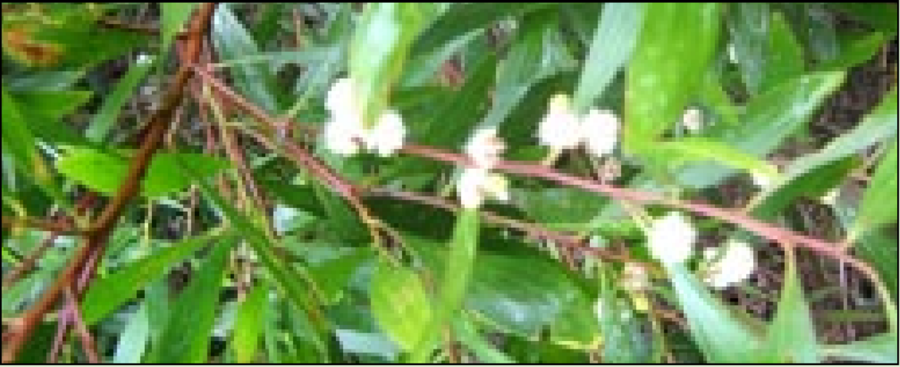 Acacia-melanoxylon