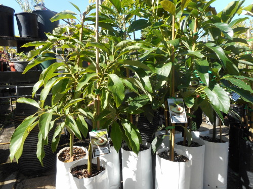 Group of grafted Avocado trees