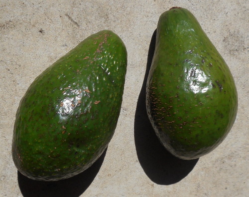 Avocado fruit