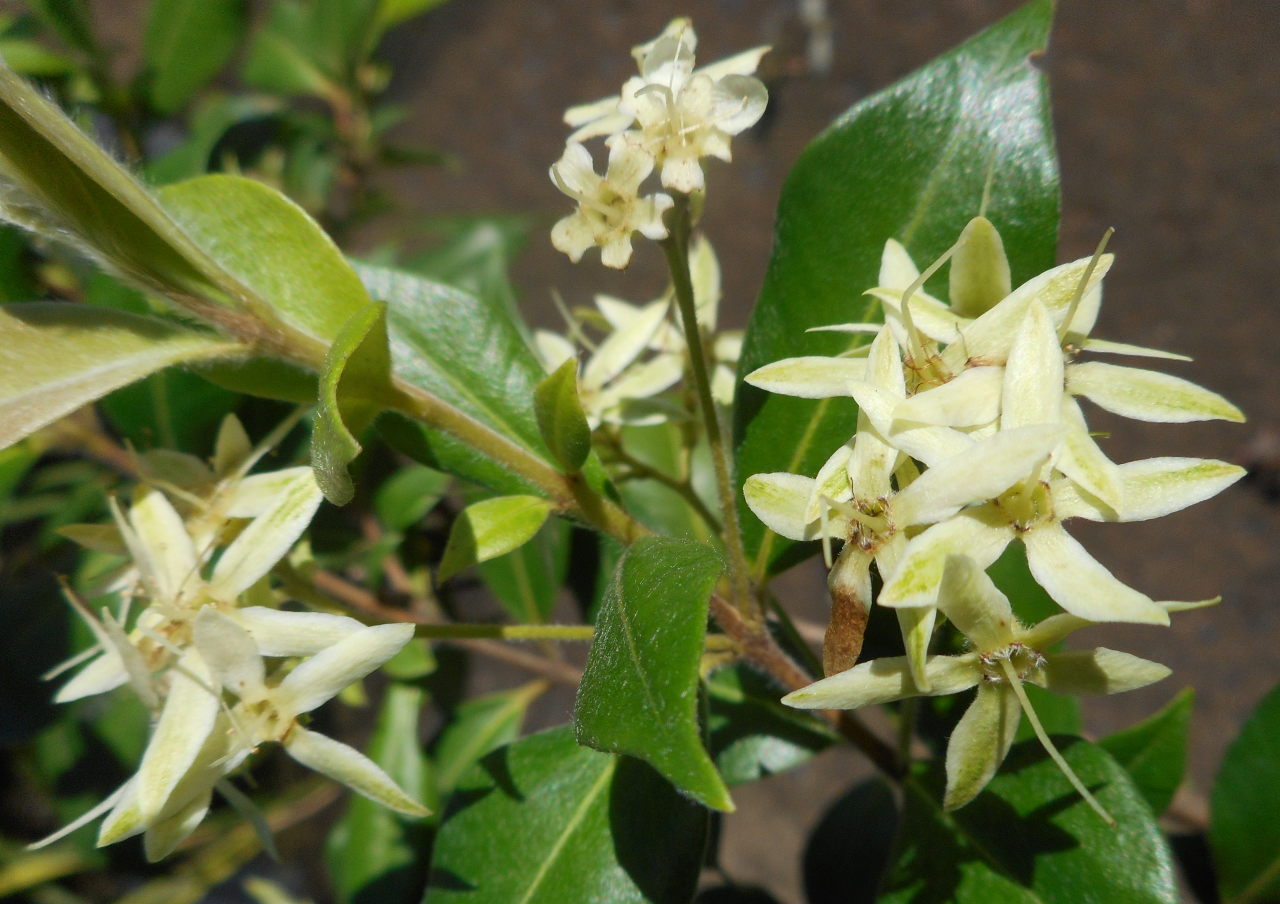 Cinnamon myrtle or Grey myrtle, Backhousia Myrtifolia in flower