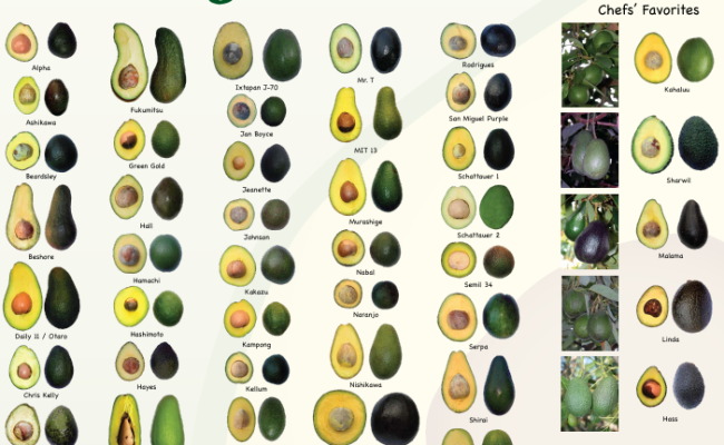 varieties of avocado fruits
