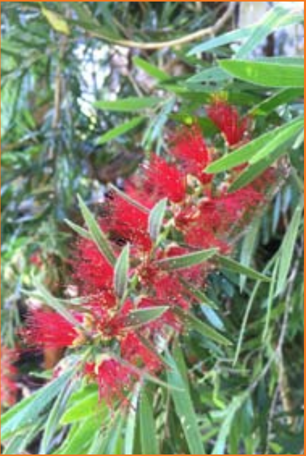 Red bottlebrush flower of Callistemon viminalis or Weepipng Bottlebrush