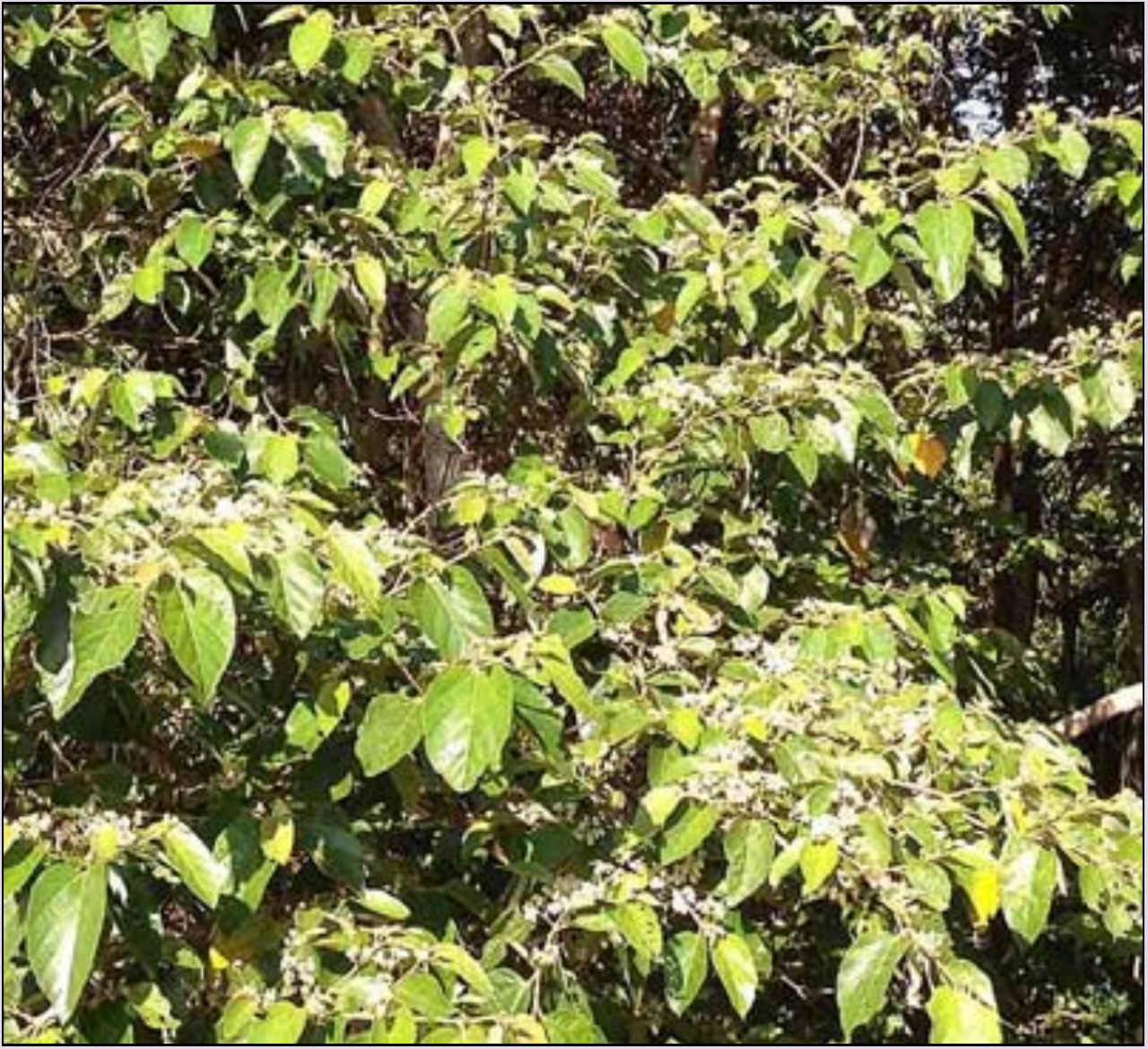 Brown-Kurrajong or North Coast Christmas Bush, Commersonia bertramia