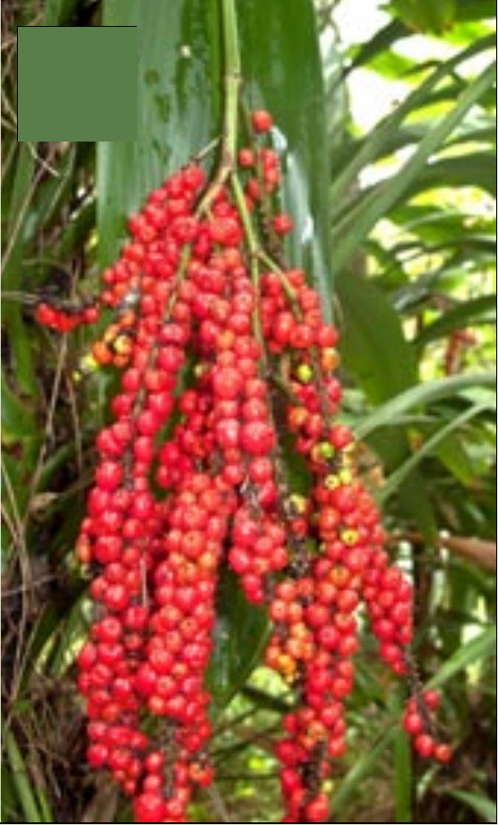 Red seeds of Broad-leaved palm lily, Cordyline petiolaris