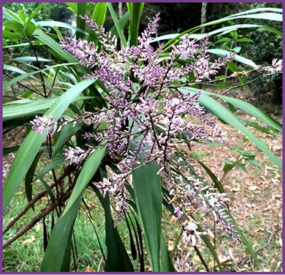 Cordyline stricta, Palm Lily, in flower
