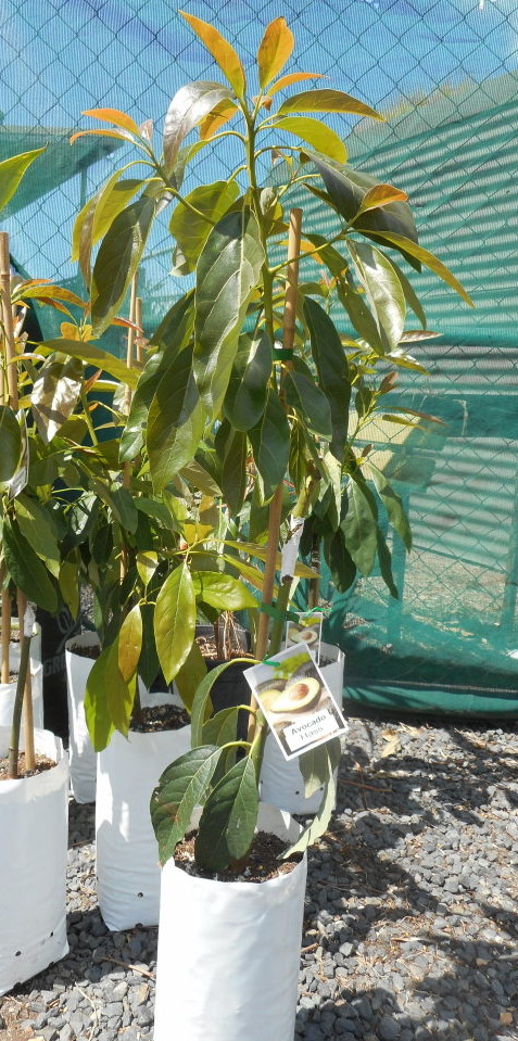 grafted Hass avocado tree in 4 litre bag