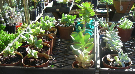 small succulents